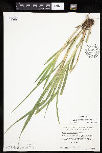 Carex sparganioides image