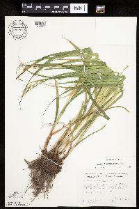 Carex sparganioides image