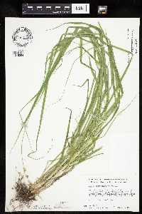 Carex sparganioides image