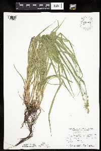 Carex sparganioides image