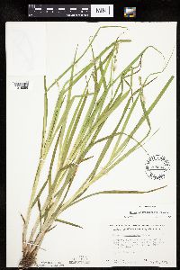 Carex sparganioides image
