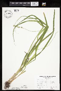 Carex sparganioides image