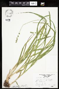 Carex sparganioides image