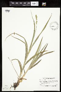Carex sparganioides image