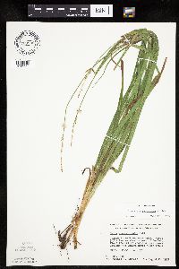 Carex sparganioides image