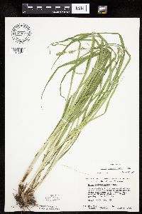 Carex sparganioides image