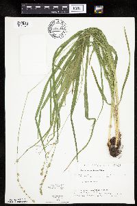 Carex sparganioides image