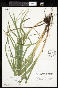 Carex sparganioides image