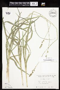 Carex sparganioides image