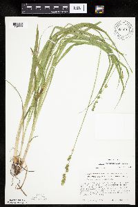 Carex sparganioides image