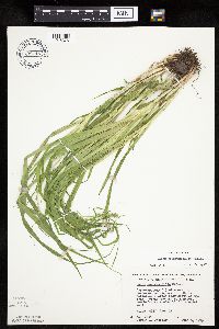 Carex sparganioides image