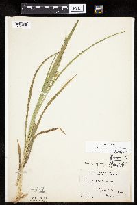 Carex sparganioides image