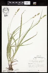 Carex sparganioides image