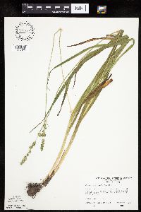 Carex sparganioides image