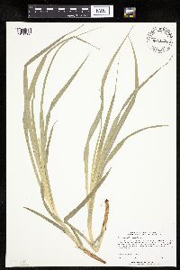 Carex sparganioides image