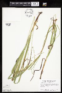 Carex sparganioides image