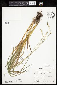 Carex sparganioides image