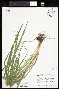 Carex sparganioides image