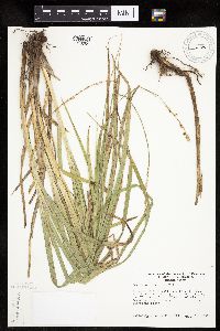 Carex sparganioides image