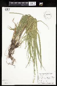 Carex sparganioides image