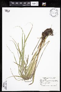 Carex sparganioides image