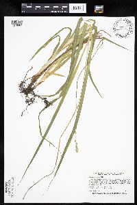 Carex sparganioides image