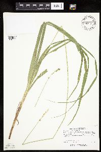 Carex sparganioides image