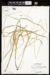 Carex sparganioides image