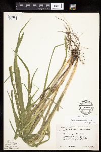 Carex sparganioides image