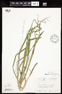 Carex sparganioides image