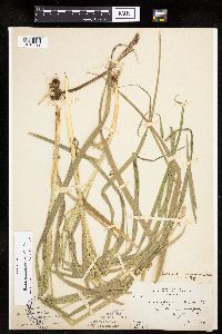 Carex sparganioides image