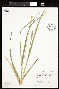 Carex sparganioides image