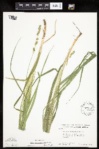 Carex sparganioides image
