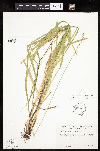 Carex sparganioides image