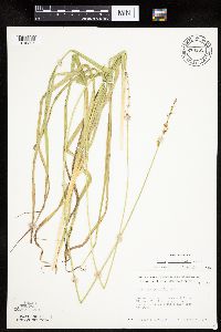 Carex sparganioides image