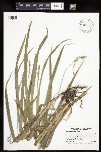 Carex sparganioides image