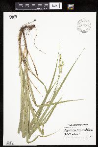 Carex sparganioides image