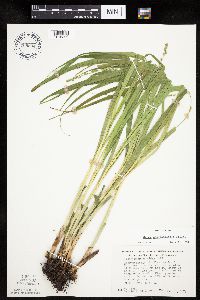 Carex sparganioides image