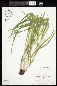 Carex sparganioides image