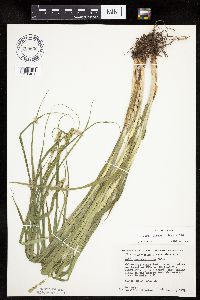 Carex sparganioides image