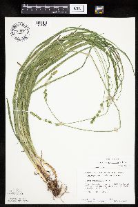 Carex sparganioides image