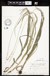 Carex sparganioides image