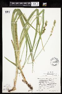Carex sparganioides image