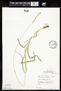 Carex sparganioides image