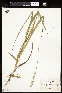 Carex sparganioides image
