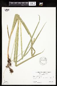 Carex sparganioides image