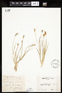 Carex specifica image