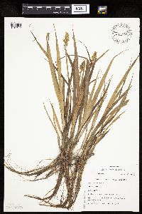 Carex stipata var. stipata image