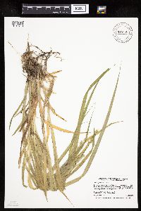 Carex stipata var. stipata image