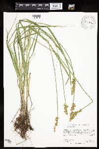 Carex stipata var. stipata image